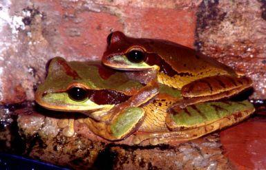 Rosničky- Hylinae is the subfamily with the widest