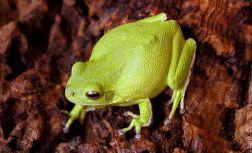 Comprised of 50 species in 7 genera