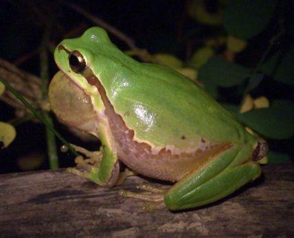 They tend to lay eggs on plants and have their larvae