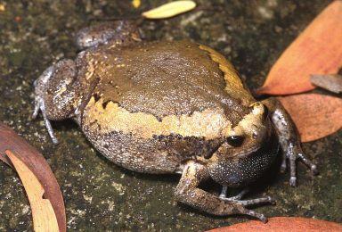 Neobatrachia Myobatrachidae (126) paropuchovití, Au, NG Heleophrynidae (6) jižankovití JAf Sooglossidae (4)
