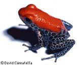Hyperoliidae (262) rákosníčkovití, JAf, Mdg Microhylidae (450) parosničkovití, JAs, JAm, Af Parosničkovití -