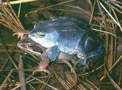 Rana arvalis Rana