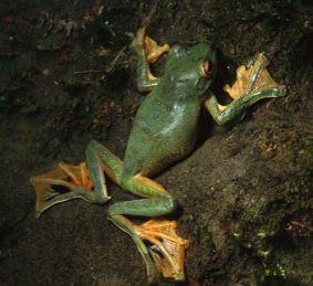 Rhacophorus arvalis