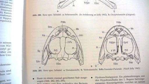 stavba: suprascapula-epicoracoid-procoracoid, sternum, radioulna (os