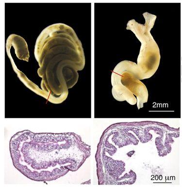 1993 MMP 9 TH TRE Tail fibroblast Fujimoto et al.