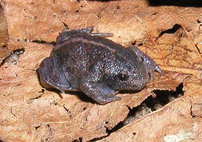 Archaeobatrachia 28 spp, Ascaphidae Bombinatoridae