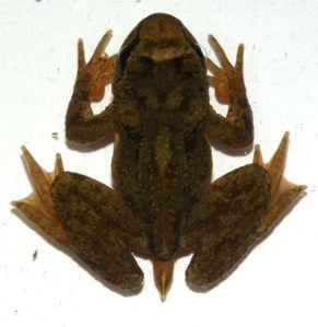 Amphignathodontidae Aromobatidae Arthroleptidae
