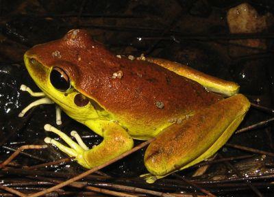 Dendrobatidae Heleophrynidae Hemiphractidae Hemisotidae