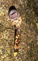 ) Archeobatrachia 9/8