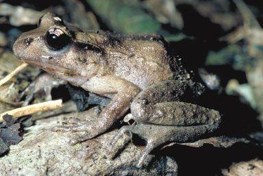 Ascaphus Ascaphidae