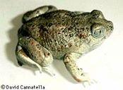 Pipidae, vodní, postranní čára u