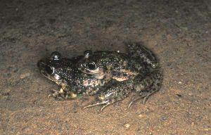 pipa 2 spp.jam (larv.