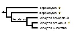 blatničkovití - Pelodytidae: Odlišnosti