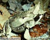 Rhinophridae - bachratkovití Pablatnice Atympanophrys Megophryidae Brachytarsophrys Leptobrachella Leptobrachium Leptolalax Megophrys Scutiger
