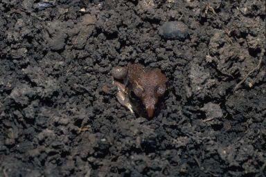ropušenkovití, JAm Bufonidae (492) ropuchovití, subkosmop.
