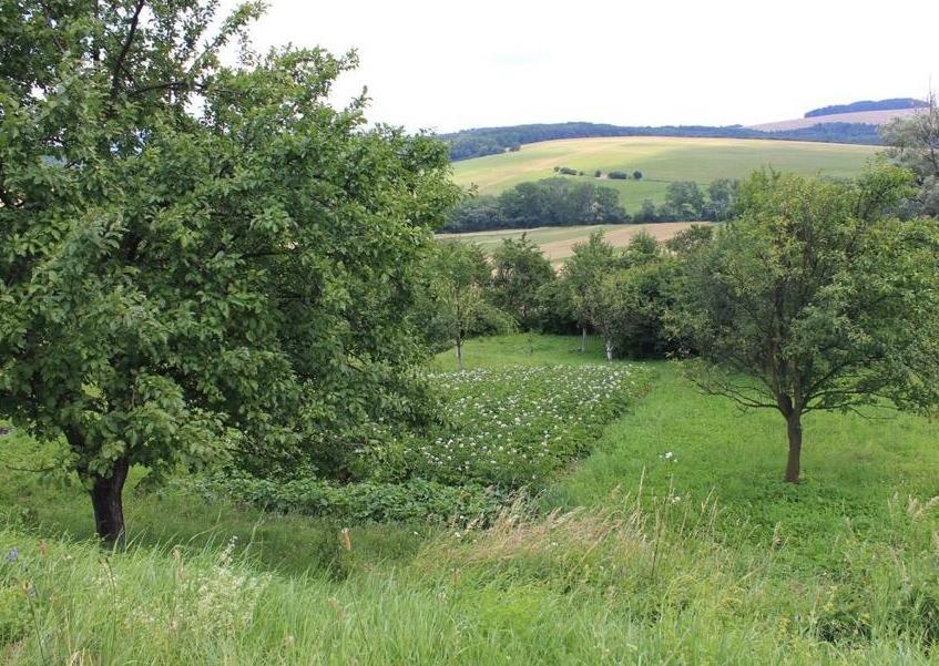 na lesní půdě Židlochovice, J Morava Domácí zahrady