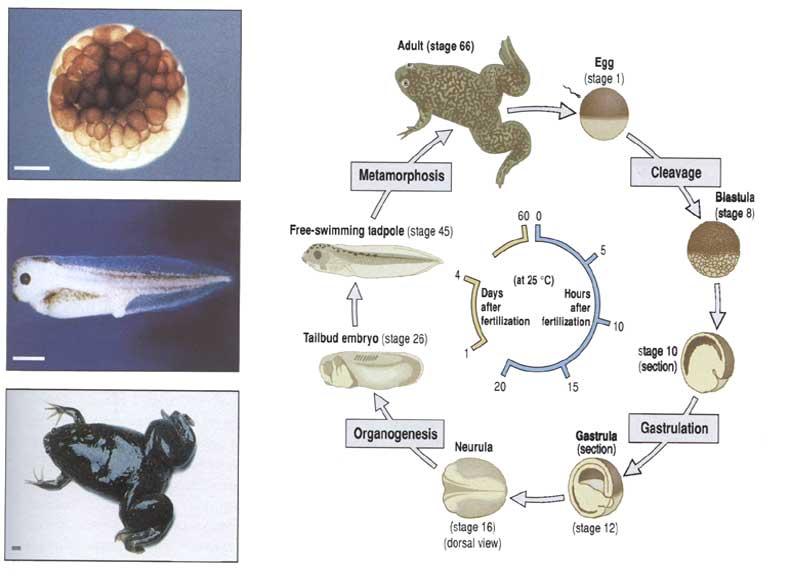 Xenopus