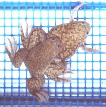 Test FETAX FETAX = Frog Embryo Teratogenesis Assay - Xenopus - podle metodiky standard ASTM (American Society for Testing and Materials) E 1439-98 (1999): Standard Guide for Conducting the Frog