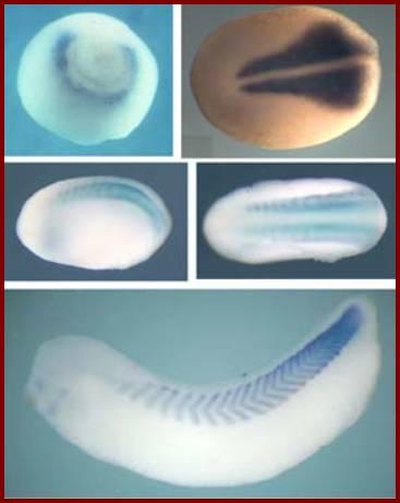 Pracovní postup II Založení testu 5 h po fertilizaci, nutné před započetím neurulace do Petriho misek po 20-25 oplozených vajíčkách + 10ml FETAX média + testovaná látka expozice různým