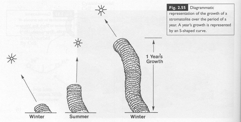 sinic stromatolity