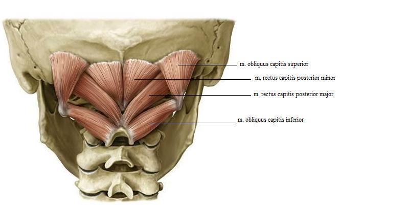 jimi: musculus rectus capitis posterior major, musculus rectus capitis posterior minor, musculus obliquus capitis superior a musculus obliquus capitis inferior.