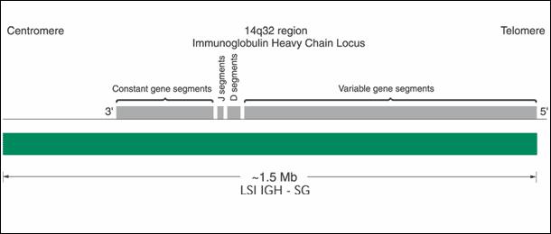 LSI IGH/FGFR3 t(4;14) Dual Color/Dual Fusion Probe (Abbott-Vysis) Celkem