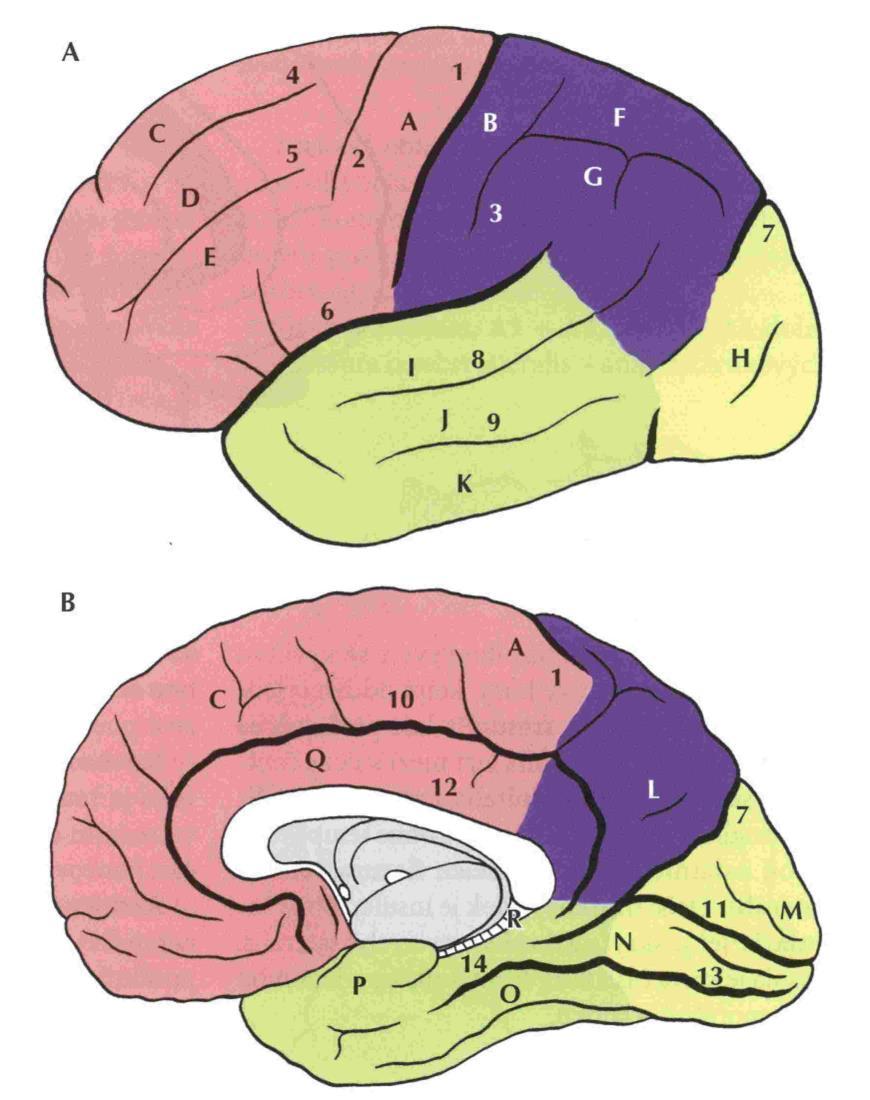 gyrus precentralis motorika Sulcus cerebri lateralis Gyrus cinguli limbický systém Sulcus centralis Gyrus postcentralis