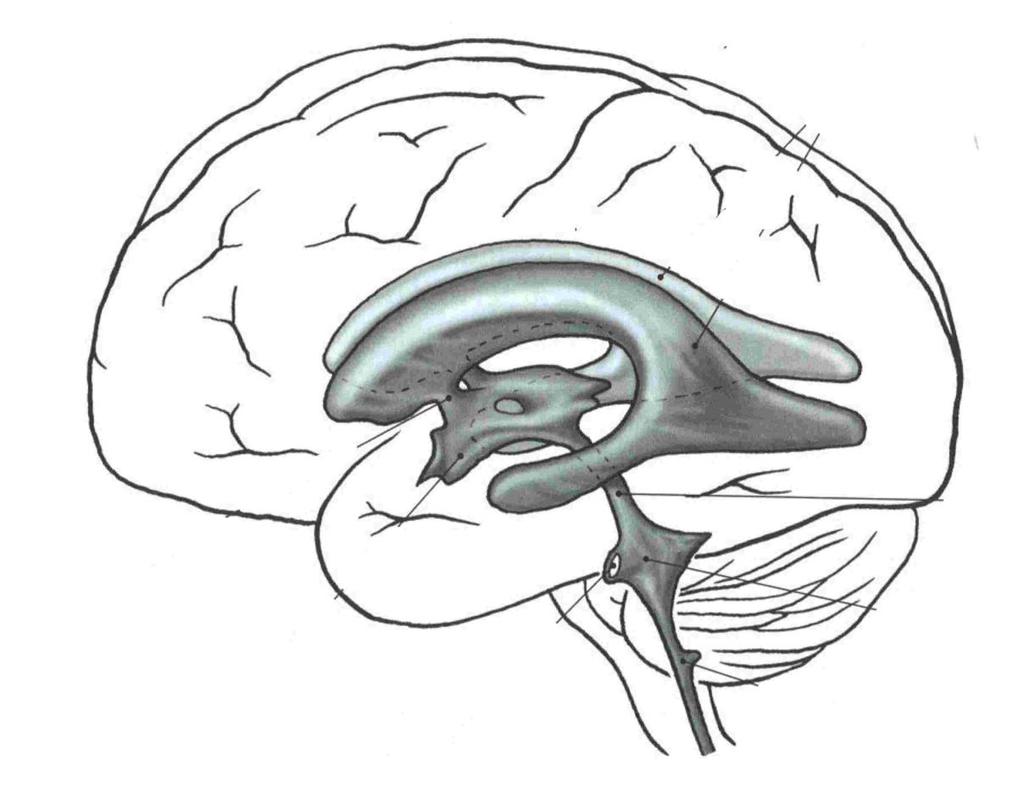 Ventriculi cerebri Uvnitř liquor cerebrospinalis 1-ventriculi laterales 1