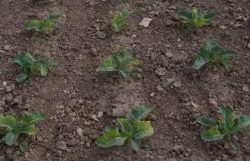 Listové herbicidy v košťálové zelenině Registrovány pouze Lentagran (pyridate), Galera (picloram +