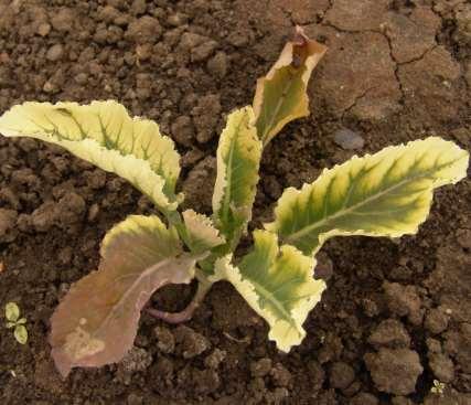 Faktory ovlivňující selektivitu půdních herbicidů Pěstovaná zelenina a hybrid (citlivější jsou květák a brokolice) Zrnitostní složení půdy na lehčích půdách je třeba