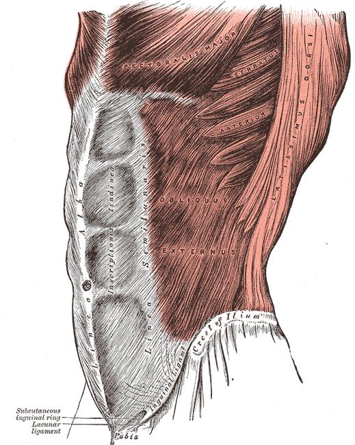 M. obliquus externus abdominis začátek: 8 zubů na 5.-12.