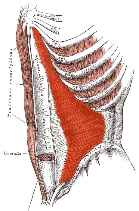 M. transversus abdominis začátek: úpon: laterální třetina lig. inguinale ventrální polovina labium internum cristae iliacae fascia thoracolumbalis vnitřní plocha chrupavek 7.-12.