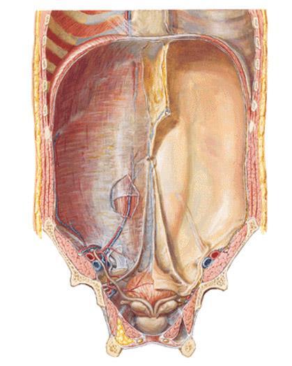 Útvary na přední břišní stěně anulus umbilicalis obsahuje chorda a. umbilicalis + lig.