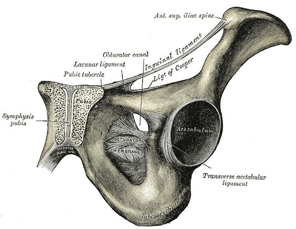 Lig. inguinale Pouparti