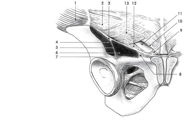 Úpon ligamentum inguinale lig. reflexum (Collesi) lig.