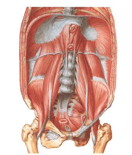Svaly břicha zadní skupina m. quadratus lumborum inervace: n.