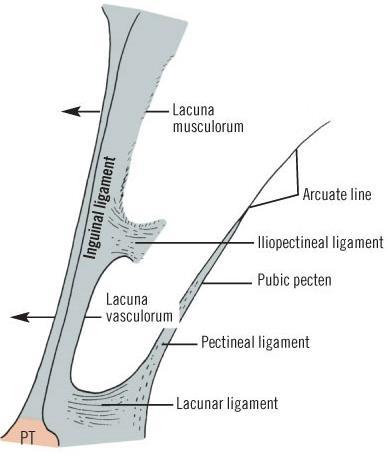 Ligamentum