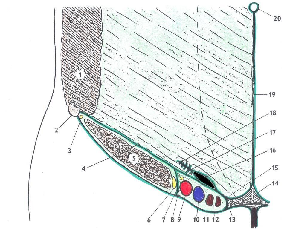 1. m. obliquus externus abdominis 2. spina iliaca anterior superior 3. n. cutaneus femoris lateralis 4. lig. inguinale (Pouparti, Vesalii, Falloppii) 5. m. iliopsoas 6. n. femoralis 7.