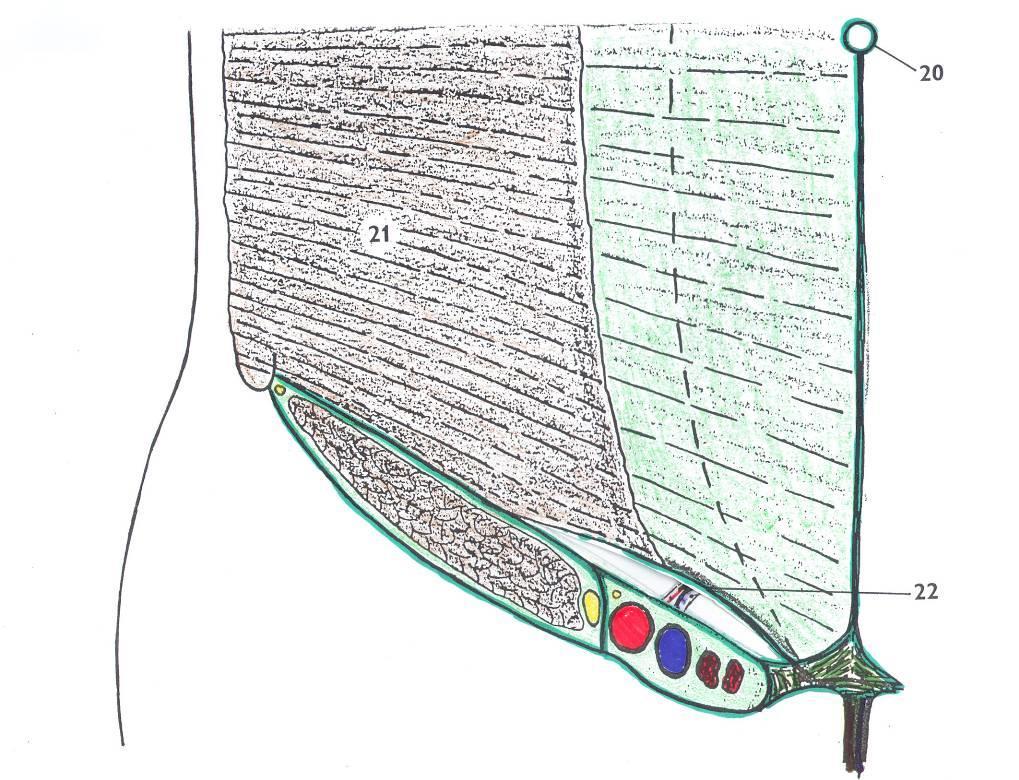 20. anulus umbilicalis 21. m.