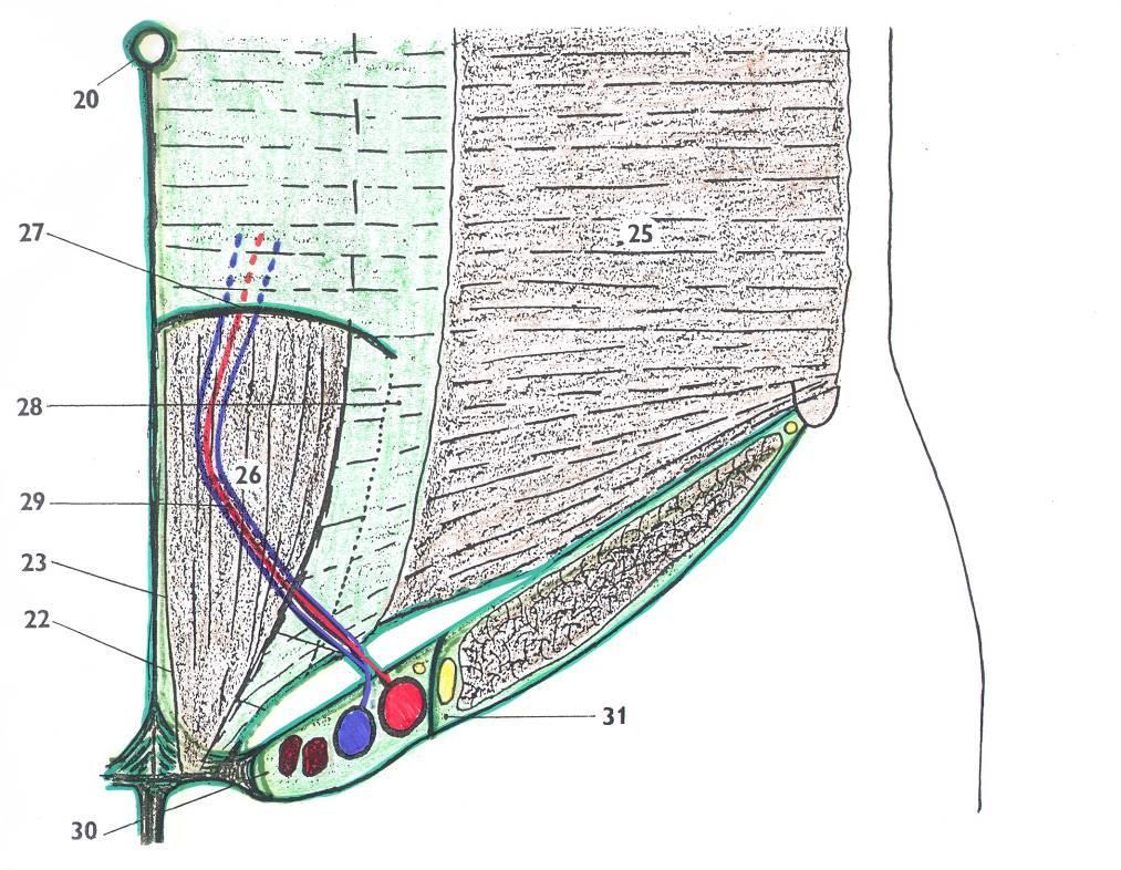 3. vrstva m. transversu abdominis pohled zezadu (zevnitř) 22. falx inguinalis 23. lig.