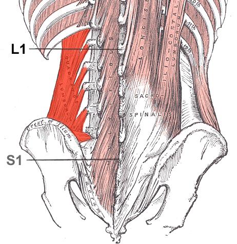 M. quadratus lumborum začátek: úpon: costa duodecima processus costales L1-4 (L5) crista iliaca lig.