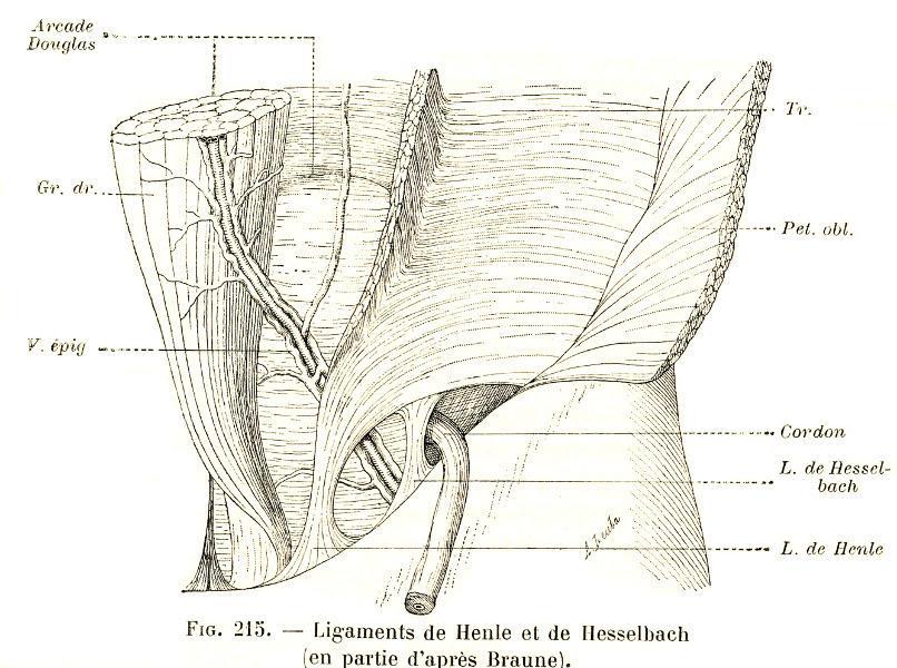 Ligamentum