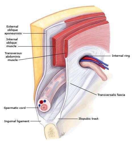 fascia transversalis