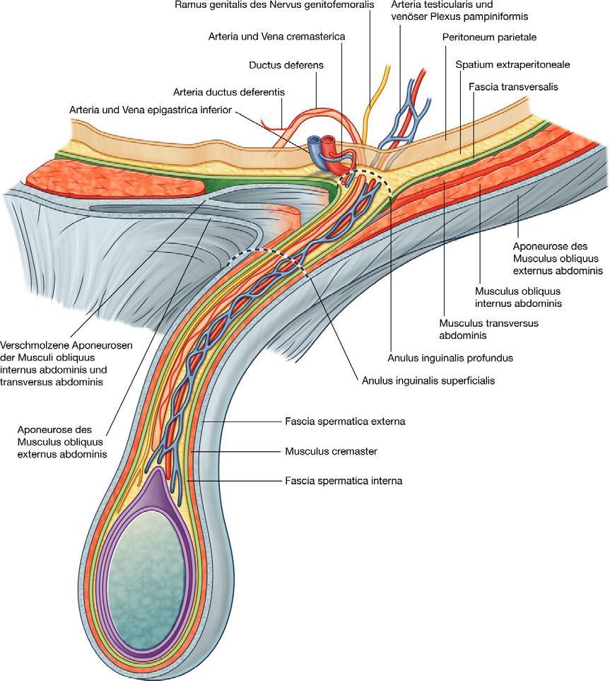 Obsah tříselného kanálu n. ilioinguinalis r. genitalis n. genitofemoralis vestigium processus vaginalis peritonei a. et v. cremasterica / a. et v. lig.