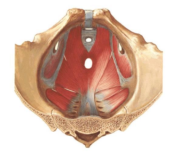 Svaly pánevního dna m. levator ani m. ischioccocygeus m.