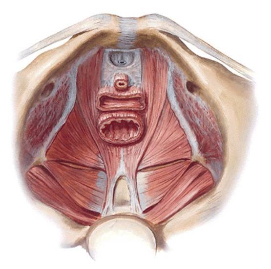 Svaly pánevního dna M. levator ani m. puboccocygeus m. puboperinealis m. puboprostaticus (=m. levator prostatae) u muže m.