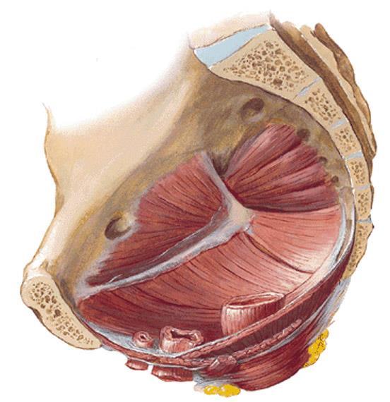 Svaly pánevního dna M.