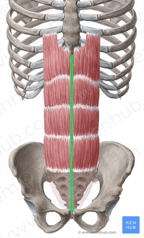 Linea alba bezcévný vazivový pruh od processus xiphoideus k symphysis