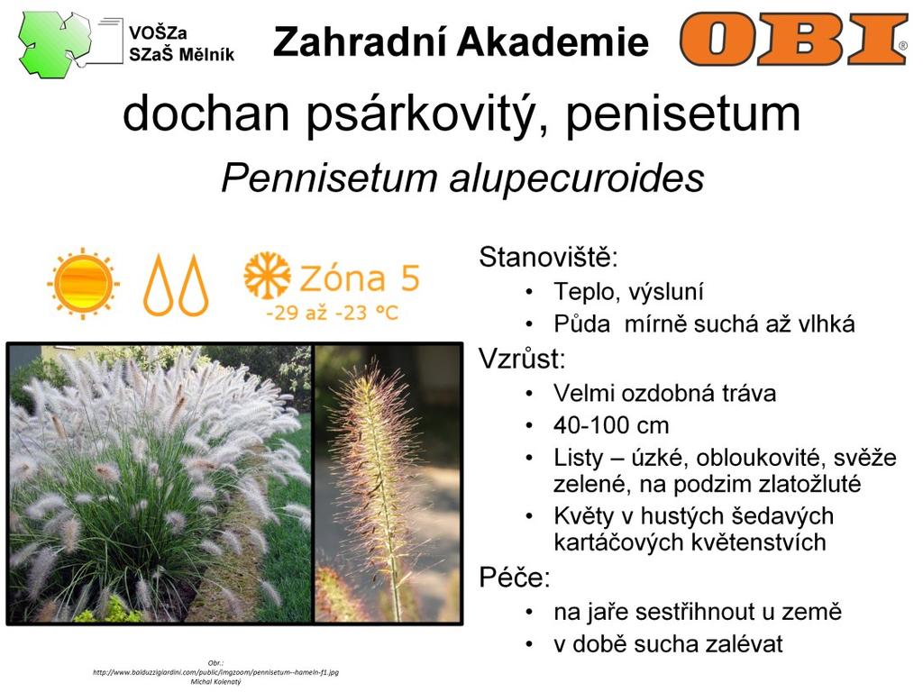 Dochan je velmi ozdobná tráva. Dorůstá 40-100 cm Listy má úzké, obloukovité, svěže zelené, na podzim zlatožluté.