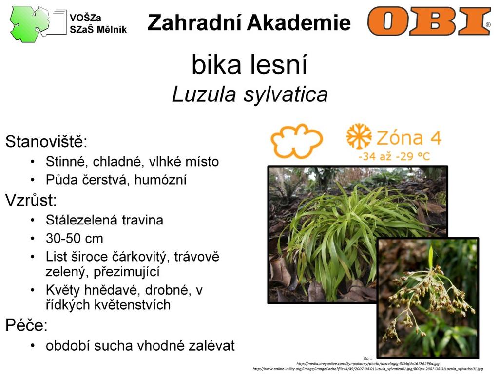 Bika je stálezelená travina, 30-50 cm vysoká. List má široce čárkovitý, trávově zelený, přezimující. Květy jsou hnědavé, drobné, v řídkých květenstvích.